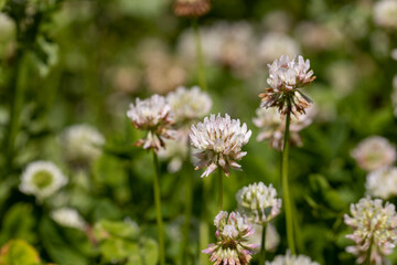 a clover blooming with white flowers in early summer