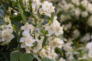 white fragrant jasmine during the flowering of the shrub