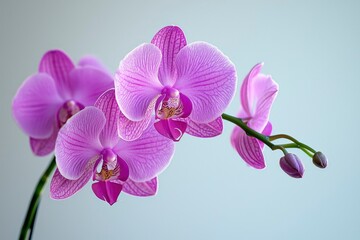 Pink Orchid Blossoms with Buds on a Green Stem