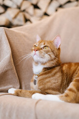 Red cute cat is laying on a couch with its head up at home