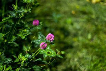 clover flower, pink flowers, garden and vegetable garden, nature, herbs for health