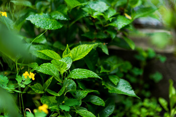 hydrangea, hydrangea leaves, green leaves, summer flowers, garden and vegetable garden