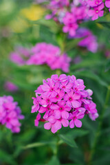 Obraz premium Purple flowers of paniculate phlox in full bloom