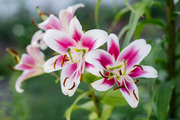 Pink and white oriental lily flowers in full bloom