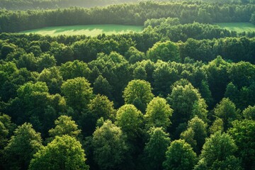 Obraz premium Green forest and nature, Aerial view of trees in forest in Germany with generative ai