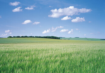 Burgundy, France - June 1, 2006: Summer view of green wheat field with the background of trees on the hill and cumulus in the sky