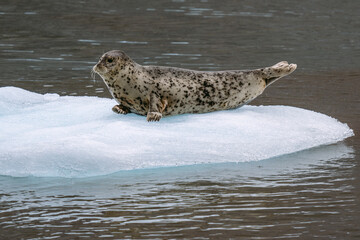 Seals at sawyer glacier at the head of Tracy Arm fjord in Alaska near Juneau during summer 