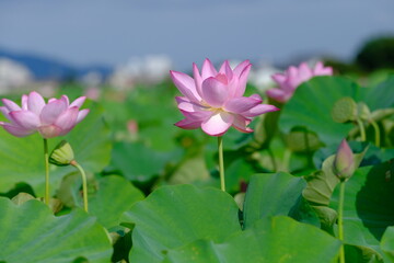 pink lotus in full blooming