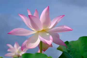 pink lotus in full blooming	