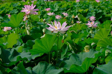 pink lotus in full blooming