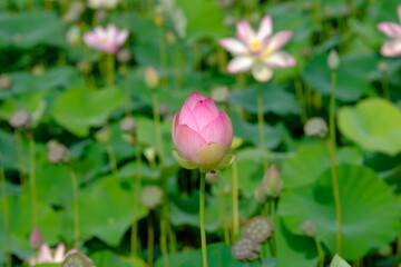 Landscape with lotus flower buds