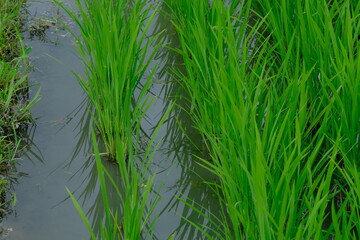 Flooded rice fields in midsummer