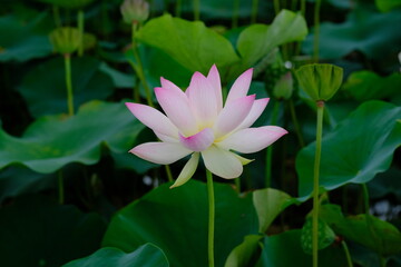Obraz premium pink lotus in full blooming