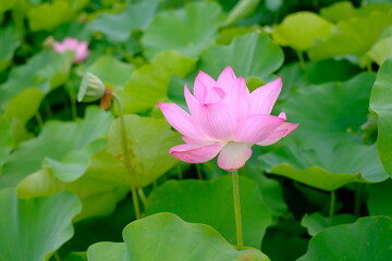 pink lotus in full blooming
