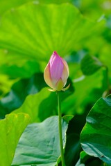 Landscape with lotus flower buds
