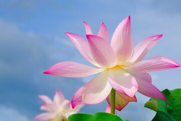 pink lotus in full blooming	
