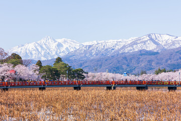 日本さくら名所100選　新潟県上越市　高田城址公園の桜
