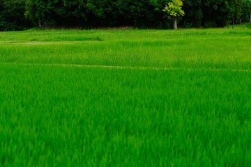 Flooded rice fields in midsummer