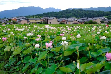 pink lotus in full blooming, Fujiwara-kyo-ato,Nara,Japan