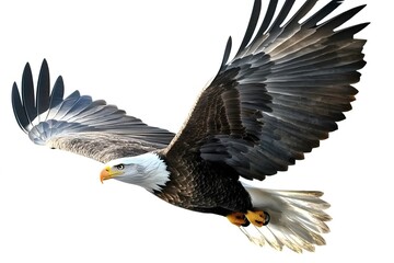 bald eagle in flight on a white background