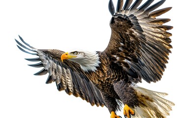 bald eagle in flight on a white background