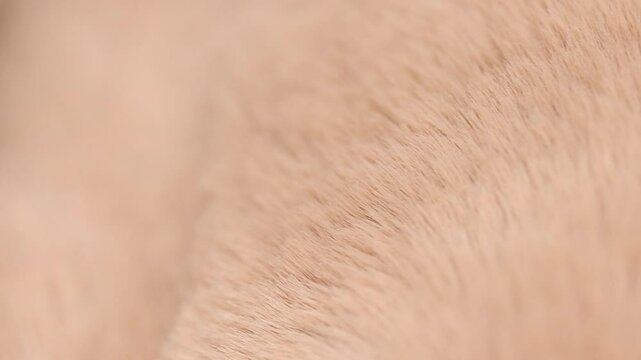 beige rabbit fur background