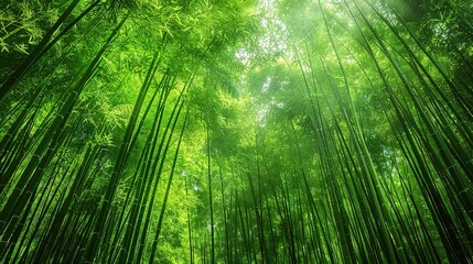 Stunning Beautiful Green Bamboo Forest Background: A Serene and Enchanting Natural Scene. Showcasing the Grace and Tranquility of Bamboo Groves.