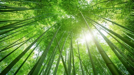 Stunning Beautiful Green Bamboo Forest Background: A Serene and Enchanting Natural Scene. Showcasing the Grace and Tranquility of Bamboo Groves.