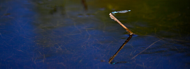 Becher-Azurjungfer, Gemeine Becherjungfer // common blue damselfly  (Enallagma cyathigerum)