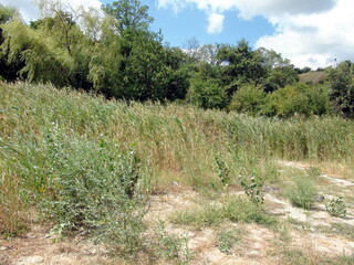 An amazing picture of coastal thickets of reeds bowing to the ground under the gusts of wind that roamed over the water surface.