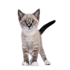 Obraz premium Expressive house cat kitten, with tabby point pattern, standing up facing front. Looking straight to camera. Isolated on a white background.