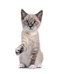 Expressive house cat kitten, with tabby point pattern, sitting up facing front. Looking beside camera. One paw high up like saying hello. Isolated on a white background.
