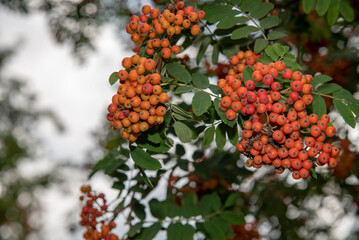 berries on a tree