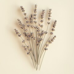Fototapeta premium Dried Lavender Bouquet on a Cream Background.