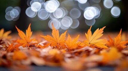 Orange maple leaves on the ground with a bokeh effect defocused background