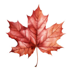 Fototapeta premium Watercolor Maple Leaf Isolated on a Transparent Background