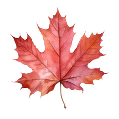 Naklejka premium Watercolor Maple Leaf Isolated on a Transparent Background