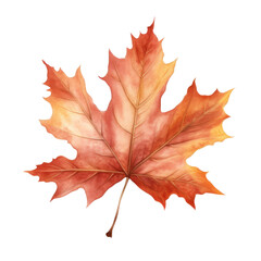Fototapeta premium Watercolor Maple Leaf Isolated on a Transparent Background
