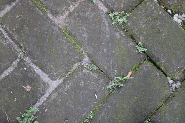 Close-up of a weathered concrete pathway with moss and cracks.