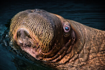 Fototapeta premium sea lion in the zoo