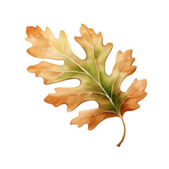 Fototapeta premium Watercolor Oak Leaf Isolated on a Transparent Background