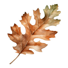Watercolor Oak Leaf Isolated on a Transparent Background