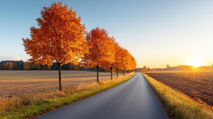 Obraz premium A quiet country road lined with trees in their full autumn glory, with the sun setting in the background