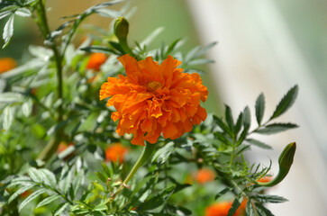  Closeup Tagetes patula 'Durango Orange' bright orange french marigold  blossom. Gardening ,planting marigolds herb flowers concept. Free copy space.