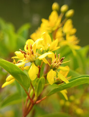Fototapeta premium a yellow flower in the garden