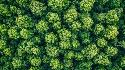 Naklejka premium Sustainability net zero carbon negative forest nature Biodiversity Diversity