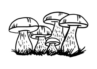Mushrooms hand-drawn doodle. Contour black line mushroom. Vector illustration