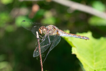 Gro&szlig;e Heidelibelle auf Ast