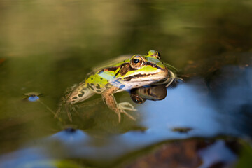 Wasserfrosch im Wasser