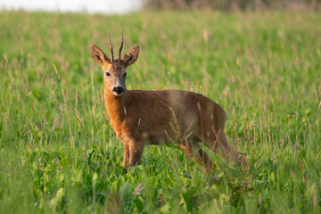 Roe buck in the grass